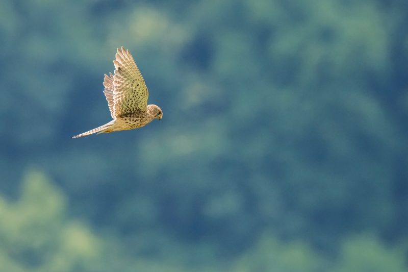 Faucon crécerelle femelle